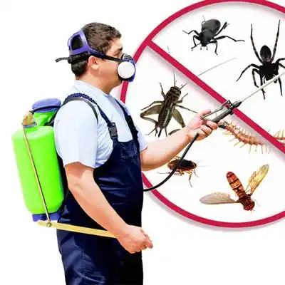 pest control Norton Center